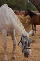 /album/ranchorespeto/img-2131-jpg/