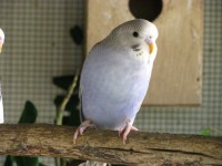 /album/ranchorespeto/periquitos-jpg/